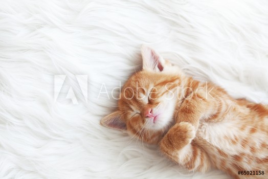 Picture of Red kitten
